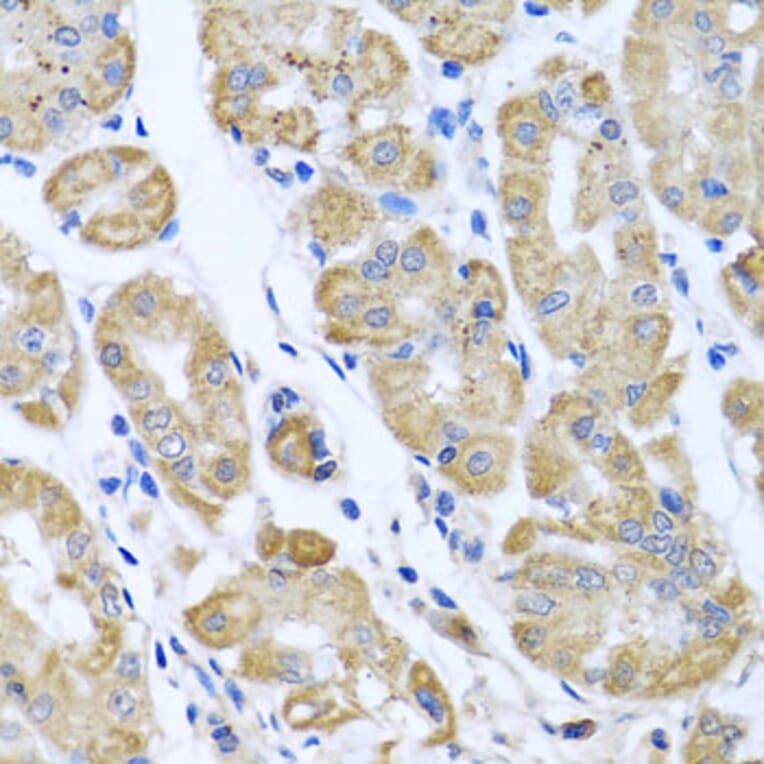 Immunohistochemistry - Anti-EIF2G/EIF2S3 Antibody (A15286) - Antibodies.com