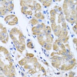 Immunohistochemistry - Anti-EIF2G/EIF2S3 Antibody (A15286) - Antibodies.com