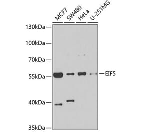 Western Blot - Anti-EIF5 Antibody (A15287) - Antibodies.com