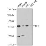Western Blot - Anti-EIF5 Antibody (A15287) - Antibodies.com