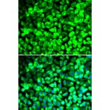 Immunofluorescence - Anti-EIF5 Antibody (A15287) - Antibodies.com