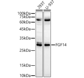 Western Blot - Anti-FGF14 Antibody (A15290) - Antibodies.com