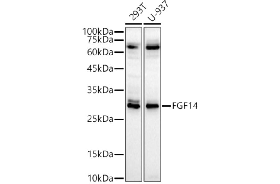 Western Blot - Anti-FGF14 Antibody (A15290) - Antibodies.com