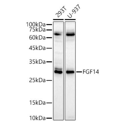 Western Blot - Anti-FGF14 Antibody (A15290) - Antibodies.com