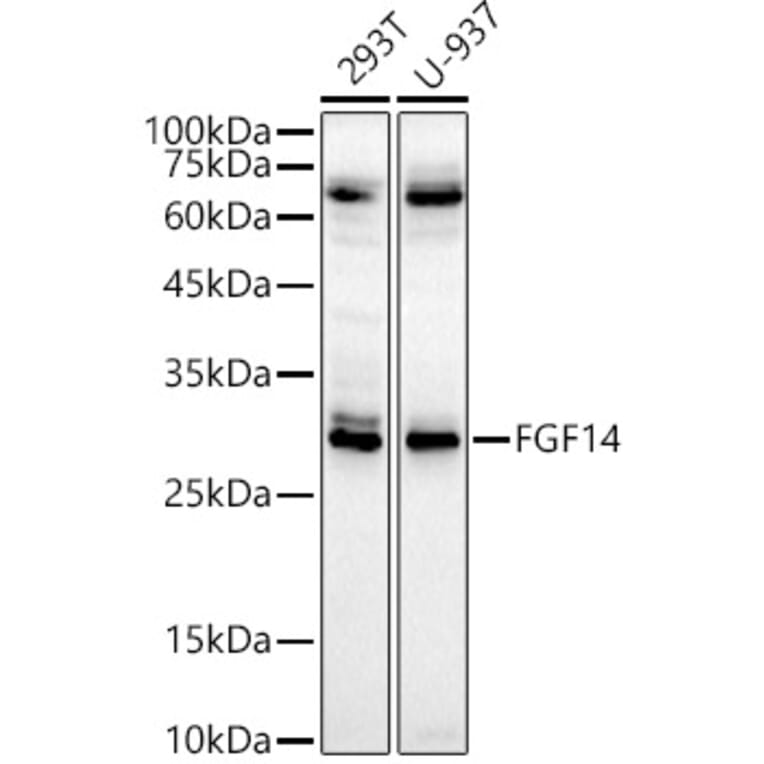 Western Blot - Anti-FGF14 Antibody (A15290) - Antibodies.com