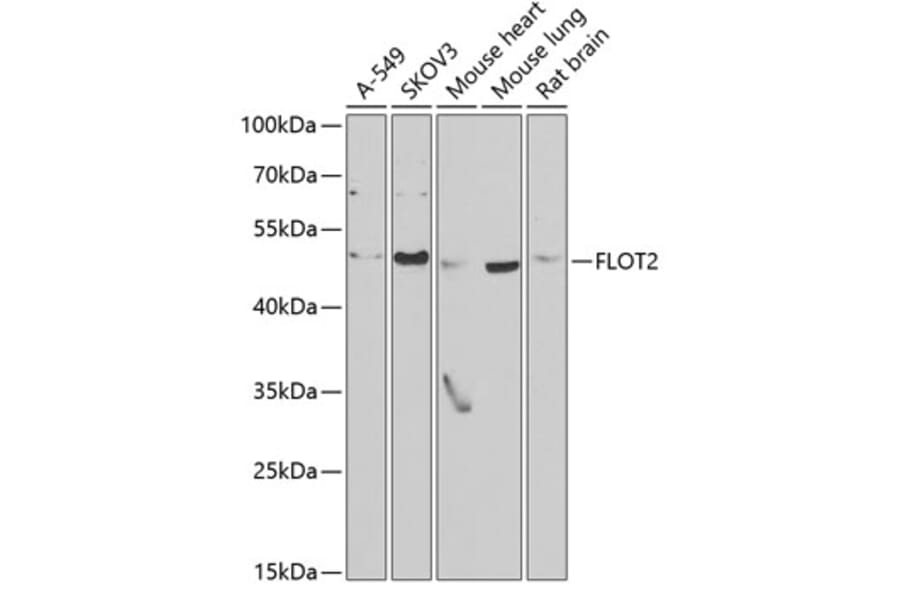 Western Blot - Anti-Flotillin 2 / ESA Antibody (A15291) - Antibodies.com