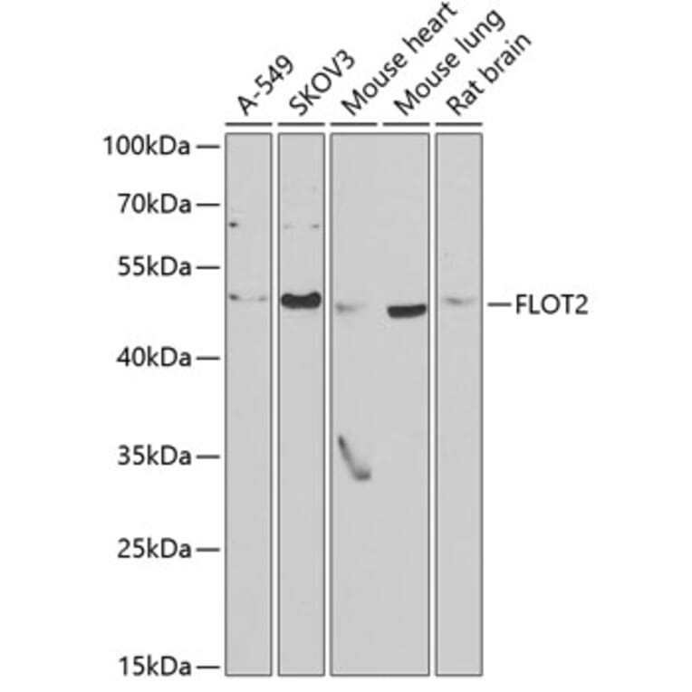 Western Blot - Anti-Flotillin 2 / ESA Antibody (A15291) - Antibodies.com
