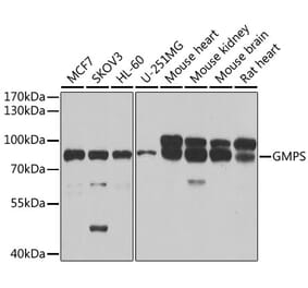 Western Blot - Anti-GMPS Antibody (A15297) - Antibodies.com