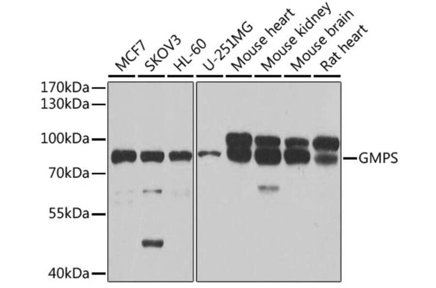 Western Blot - Anti-GMPS Antibody (A15297) - Antibodies.com