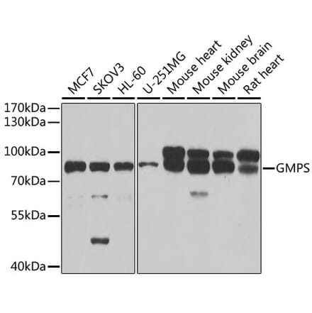 Western Blot - Anti-GMPS Antibody (A15297) - Antibodies.com