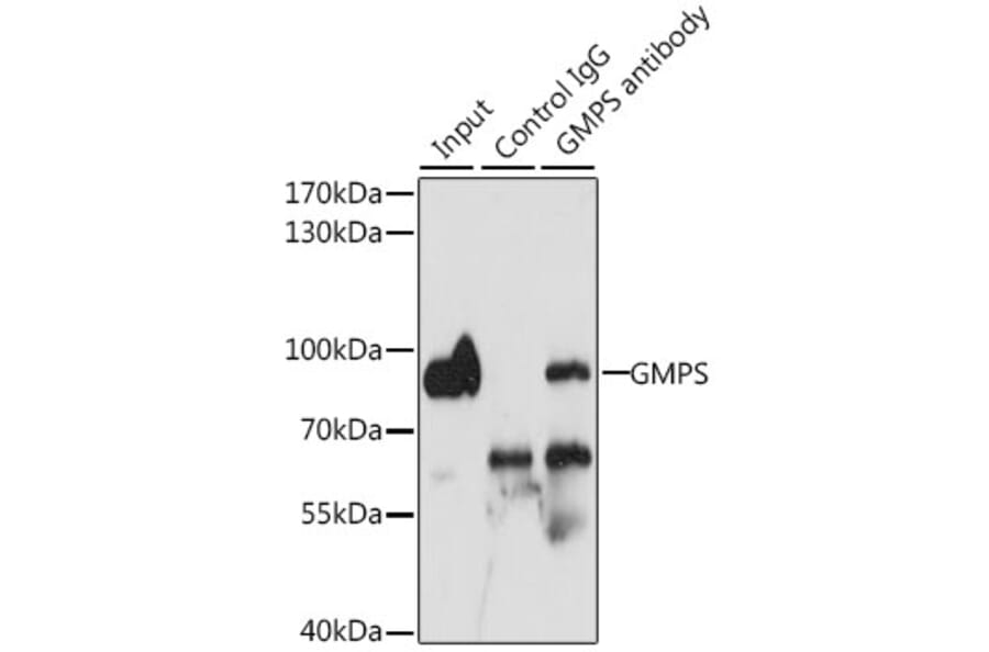 Western Blot - Anti-GMPS Antibody (A15297) - Antibodies.com