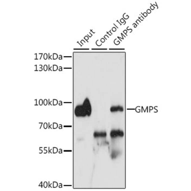 Western Blot - Anti-GMPS Antibody (A15297) - Antibodies.com