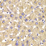 Immunohistochemistry - Anti-GPD2 Antibody (A6611) - Antibodies.com