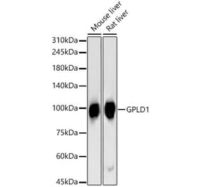 Western Blot - Anti-GPI-PLD Antibody (A15299) - Antibodies.com