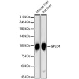 Western Blot - Anti-GPI-PLD Antibody (A15299) - Antibodies.com