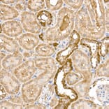 Immunohistochemistry - Anti-GPI-PLD Antibody (A15299) - Antibodies.com