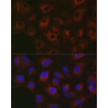 Immunofluorescence - Anti-GPI-PLD Antibody (A15299) - Antibodies.com