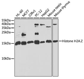 Western Blot - Anti-Histone H2A.Z Antibody (A15301) - Antibodies.com