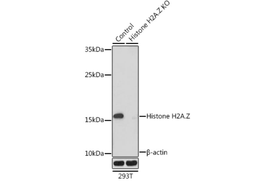 Western Blot - Anti-Histone H2A.Z Antibody (A15301) - Antibodies.com