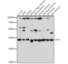 Western Blot - Anti-Ihh Antibody (A15305) - Antibodies.com