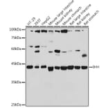 Western Blot - Anti-Ihh Antibody (A15305) - Antibodies.com