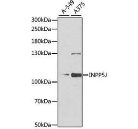 Western Blot - Anti-INPP5J Antibody (A15306) - Antibodies.com