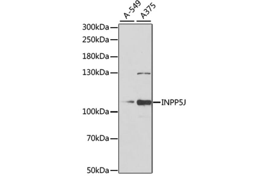 Western Blot - Anti-INPP5J Antibody (A15306) - Antibodies.com