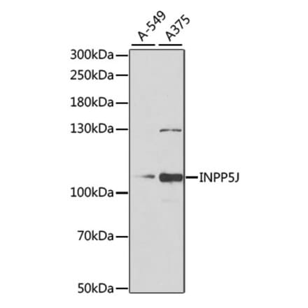 Western Blot - Anti-INPP5J Antibody (A15306) - Antibodies.com