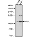 Western Blot - Anti-INPP5J Antibody (A15306) - Antibodies.com