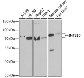 Western Blot - Anti-INTS10 Antibody (A15307) - Antibodies.com