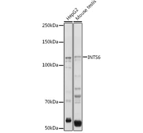 Western Blot - Anti-INTS6 Antibody (A15309) - Antibodies.com