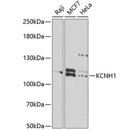 Western Blot - Anti-EAG1 Antibody (A15311) - Antibodies.com