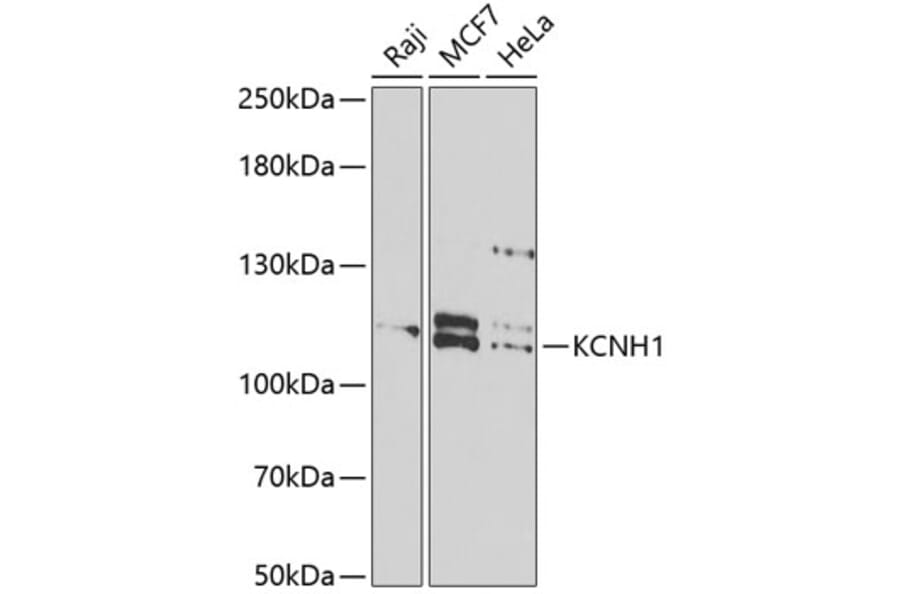 Western Blot - Anti-EAG1 Antibody (A15311) - Antibodies.com