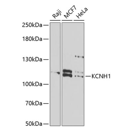 Western Blot - Anti-EAG1 Antibody (A15311) - Antibodies.com