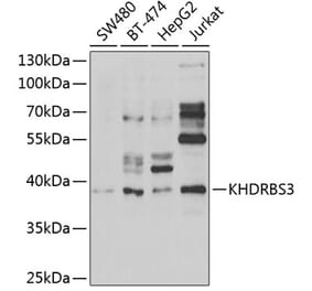 Western Blot - Anti-KHDRBS3 Antibody (A15312) - Antibodies.com