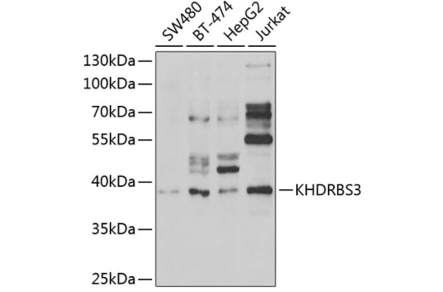 Western Blot - Anti-KHDRBS3 Antibody (A15312) - Antibodies.com