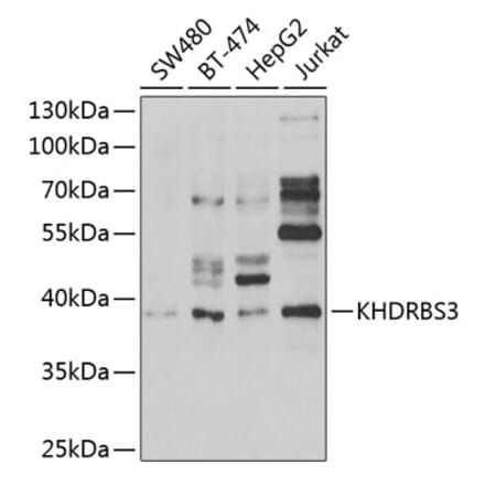 Western Blot - Anti-KHDRBS3 Antibody (A15312) - Antibodies.com