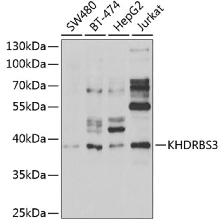 Western Blot - Anti-KHDRBS3 Antibody (A15312) - Antibodies.com
