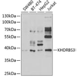 Western Blot - Anti-KHDRBS3 Antibody (A15312) - Antibodies.com