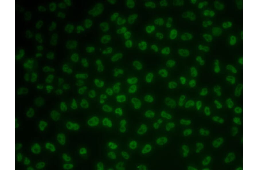 Immunofluorescence - Anti-KHDRBS3 Antibody (A15312) - Antibodies.com