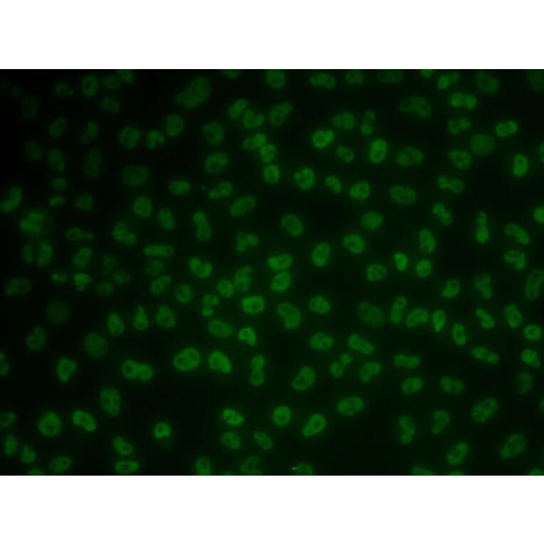 Immunofluorescence - Anti-KHDRBS3 Antibody (A15312) - Antibodies.com