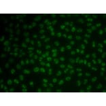 Immunofluorescence - Anti-KHDRBS3 Antibody (A15312) - Antibodies.com