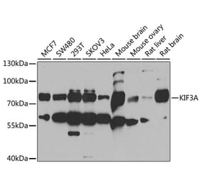 Western Blot - Anti-KIF3A Antibody (A15313) - Antibodies.com