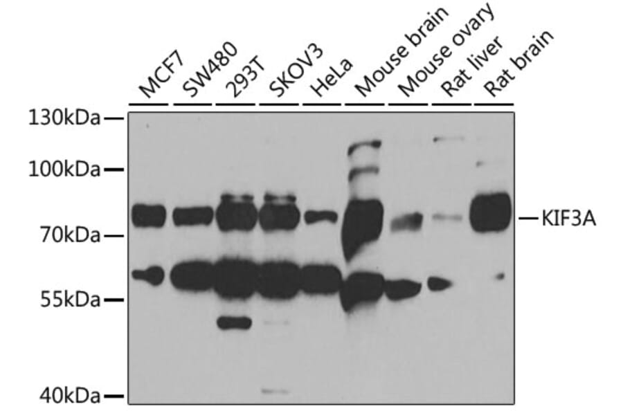 Western Blot - Anti-KIF3A Antibody (A15313) - Antibodies.com