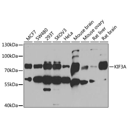 Western Blot - Anti-KIF3A Antibody (A15313) - Antibodies.com