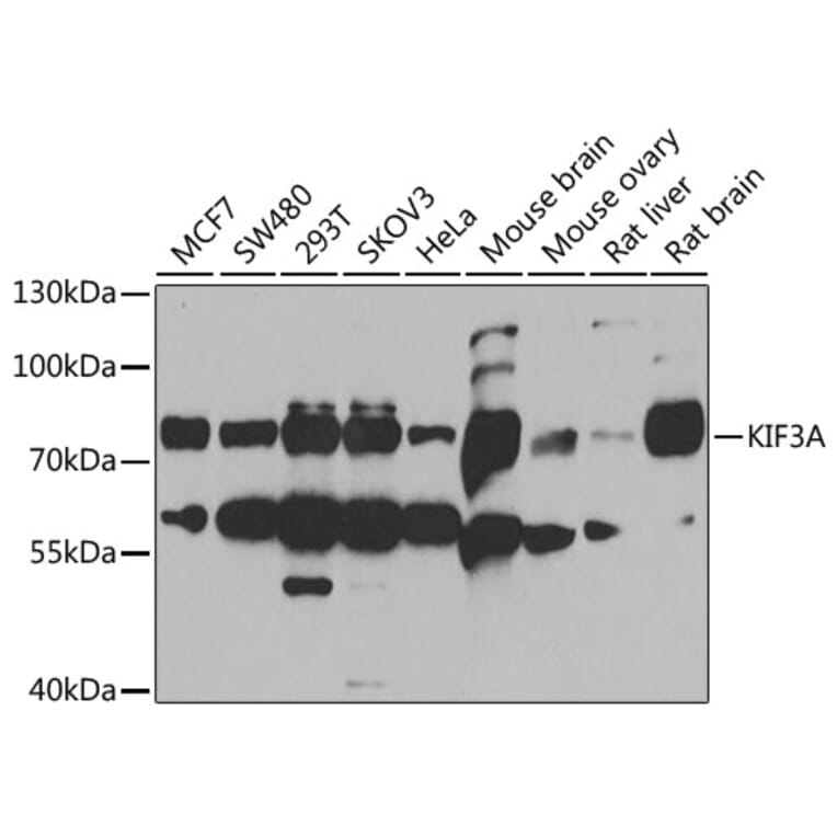 Western Blot - Anti-KIF3A Antibody (A15313) - Antibodies.com