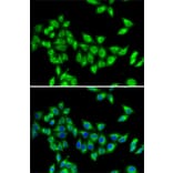 Immunofluorescence - Anti-KIF3A Antibody (A15313) - Antibodies.com