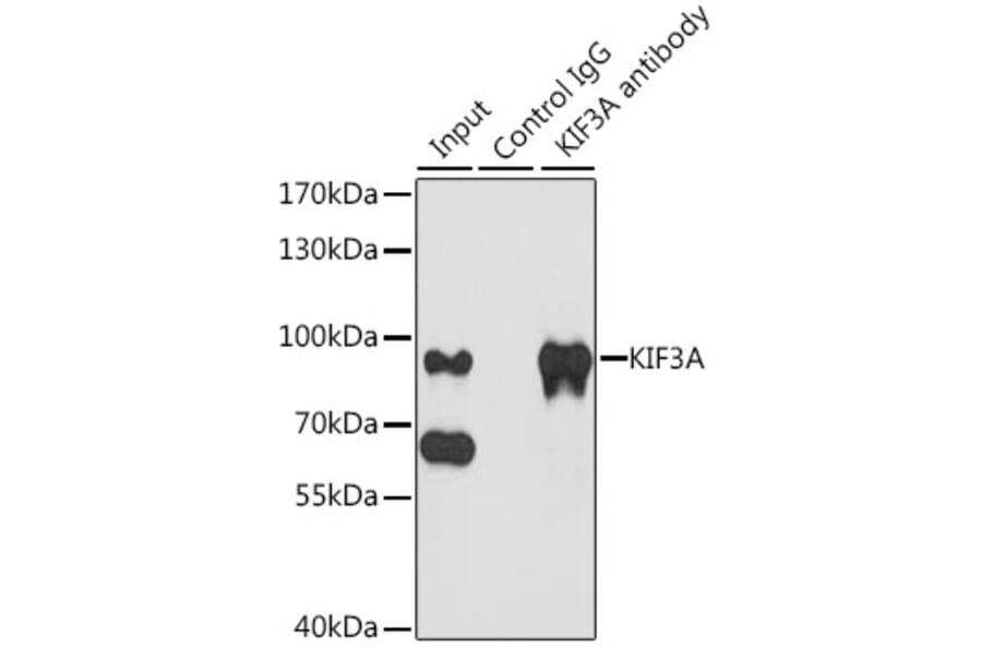 Western Blot - Anti-KIF3A Antibody (A15313) - Antibodies.com