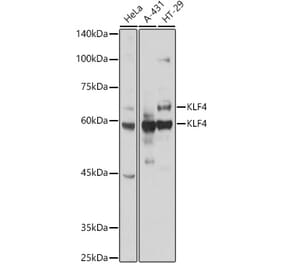 Western Blot - Anti-KLF4 Antibody (A15314) - Antibodies.com