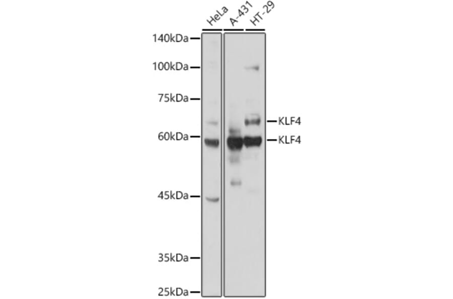 Western Blot - Anti-KLF4 Antibody (A15314) - Antibodies.com
